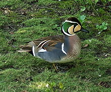 General knowledge about Baikal teal