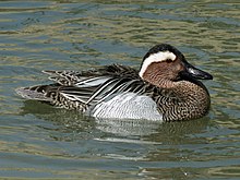 General knowledge about Garganey