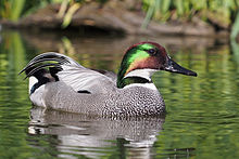 General knowledge about Falcated duck