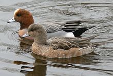 General knowledge about Eurasian wigeon