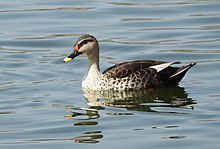 General knowledge about Indian spot-billed duck