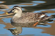 General knowledge about Eastern spot-billed duck