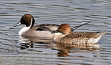 General knowledge about Northern pintail