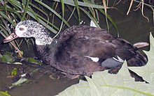 General knowledge about White-winged duck