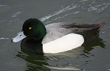 General knowledge about Greater scaup