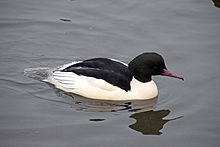 General knowledge about Common merganser