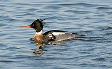 General knowledge about Red-breasted merganser