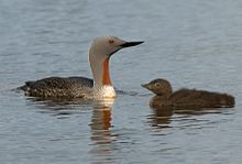 General knowledge about Red-throated loon