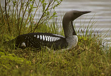 General knowledge about Black-throated loon