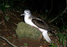 General knowledge about Streaked shearwater