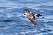 General knowledge about White-faced storm petrel