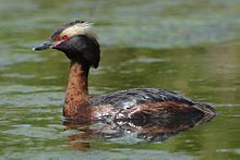 General knowledge about Horned grebe
