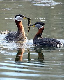 General knowledge about Red-necked grebe