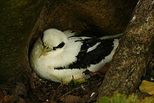 General knowledge about White-tailed tropicbird
