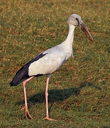 General knowledge about Asian openbill