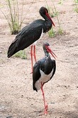 General knowledge about Black stork