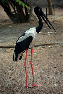 General knowledge about Black-necked stork