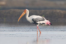 General knowledge about Painted stork