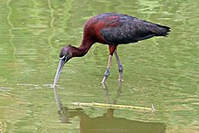 General knowledge about Glossy ibis