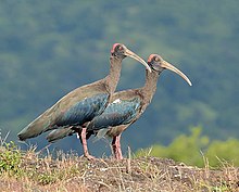 General knowledge about Red-naped ibis