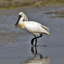 General knowledge about Eurasian spoonbill