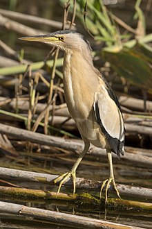 General knowledge about Little bittern