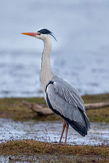 General knowledge about Grey heron