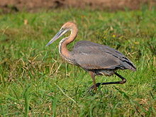 General knowledge about Goliath heron