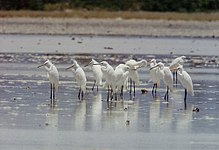 General knowledge about Chinese egret