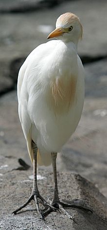 General knowledge about Cattle egret