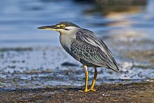 General knowledge about Striated heron