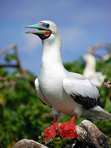 General knowledge about Red-footed booby