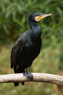 General knowledge about Great cormorant