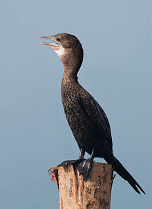 General knowledge about Little cormorant