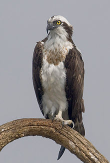 General knowledge about Osprey