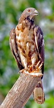 General knowledge about Crested honey buzzard