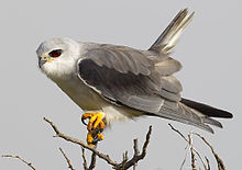 General knowledge about Black-winged kite