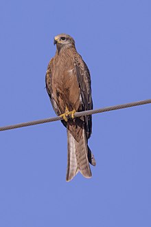General knowledge about Black kite