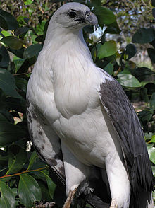 General knowledge about White-bellied sea eagle