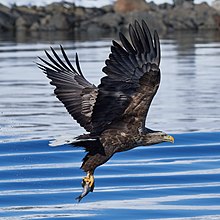 General knowledge about White-tailed eagle