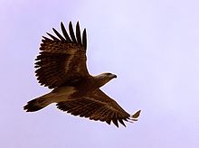 General knowledge about Lesser fish eagle