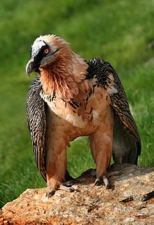 General knowledge about Bearded vulture
