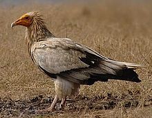 General knowledge about Egyptian vulture