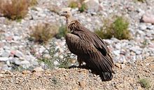 General knowledge about Himalayan vulture