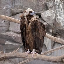 General knowledge about Cinereous vulture