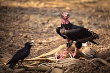 General knowledge about Red-headed vulture