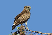 General knowledge about Short-toed snake eagle