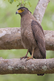 General knowledge about Crested serpent eagle