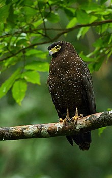 General knowledge about Andaman serpent eagle