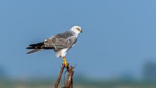 General knowledge about Pallid harrier